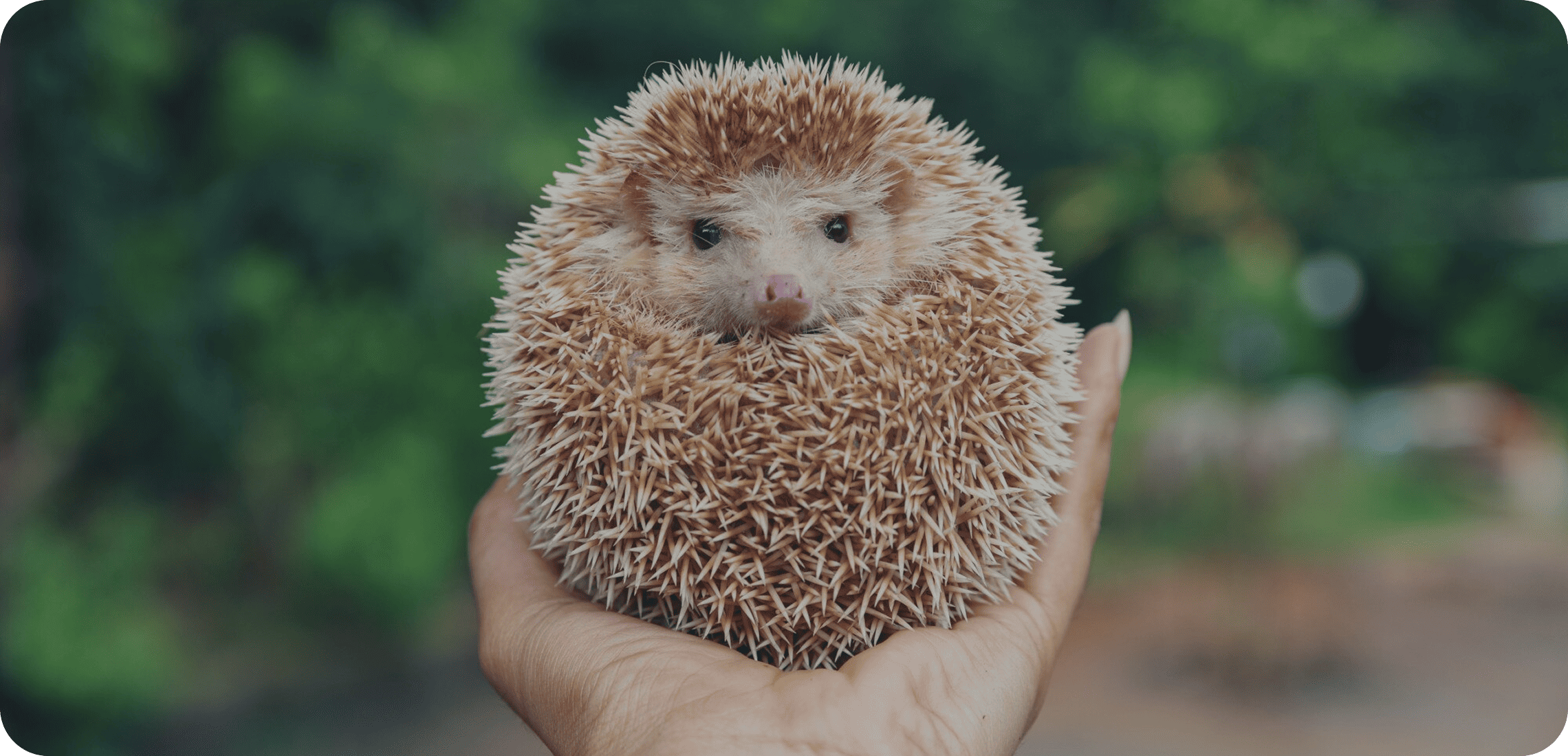 premium-technologies